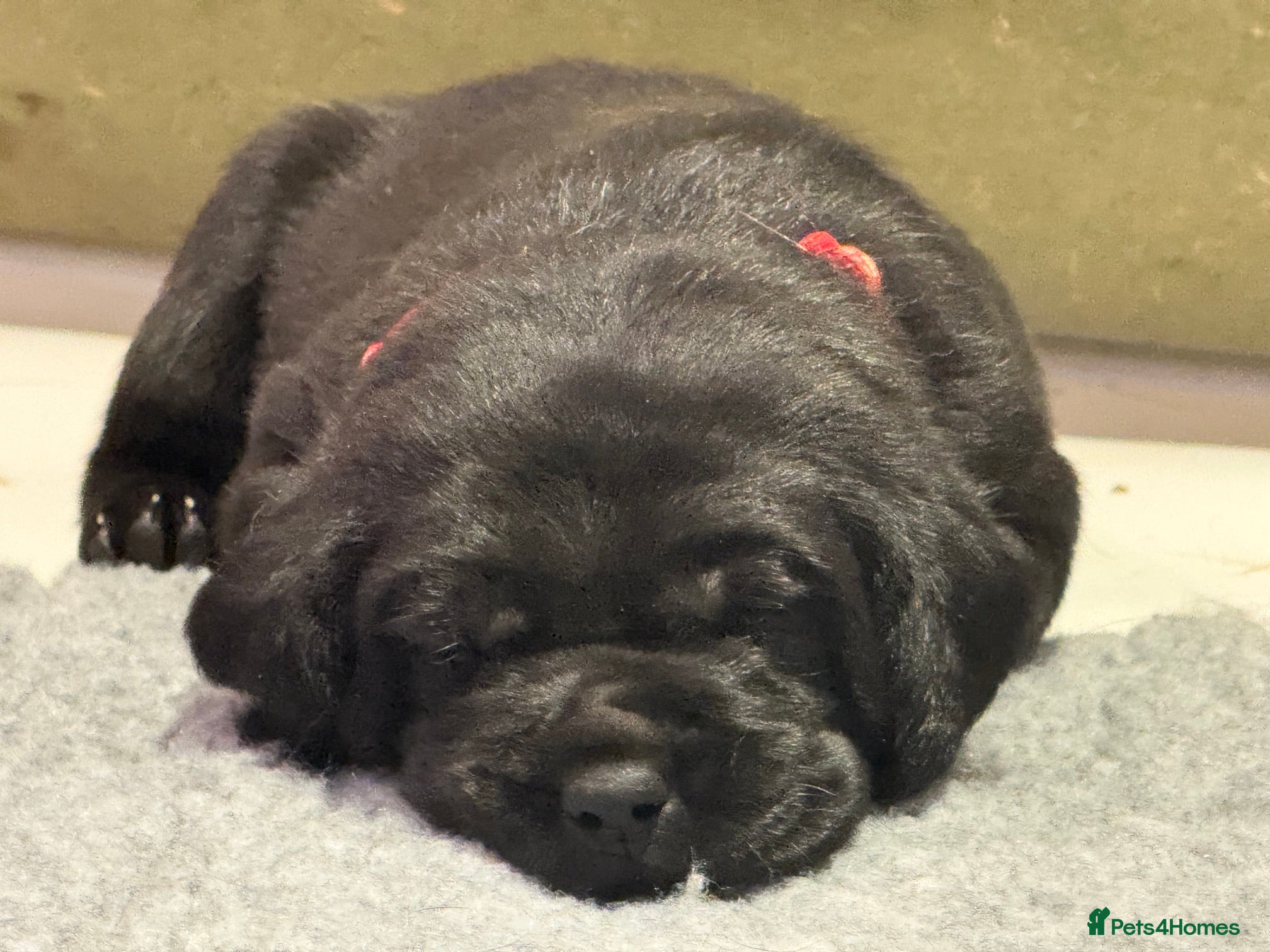 Labrador Retriever dogs Exceptional KC Reg Black Labs. Born 25 July.  - Advert 2