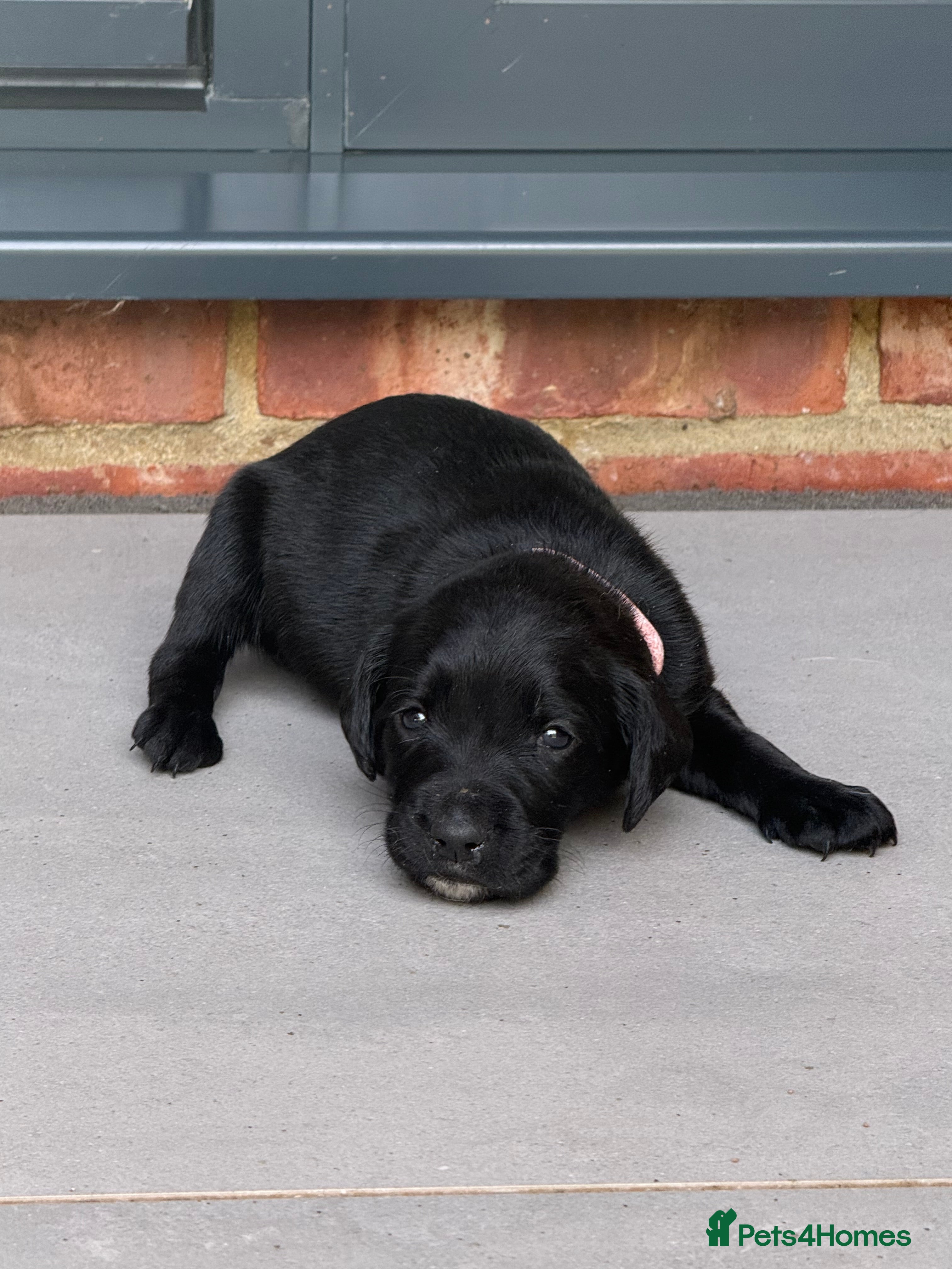 Springador dogs Beautiful Springador Puppies  - Advert 2