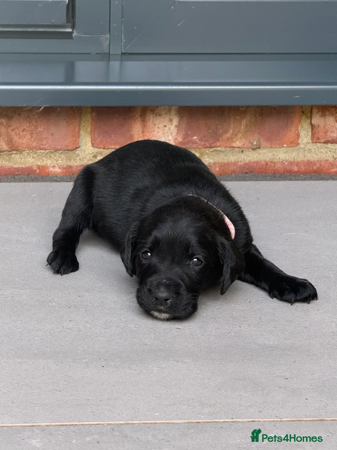 Springador dogs for sale: Beautiful Springador Puppies  - Advert 2