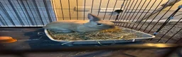 Dutch rabbits for sale: rabbit needing rehomed in Dalkeith - Advert 4