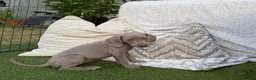 Weimaraner dogs for sale: 7 Weimaraner pups for sale ! - Advert 6