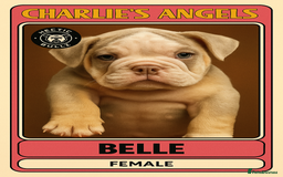 Mixed Breed dogs for sale: ✨ CHARLIE’S ANGELS – BULLDOG GIRLS ✨ - Image 2