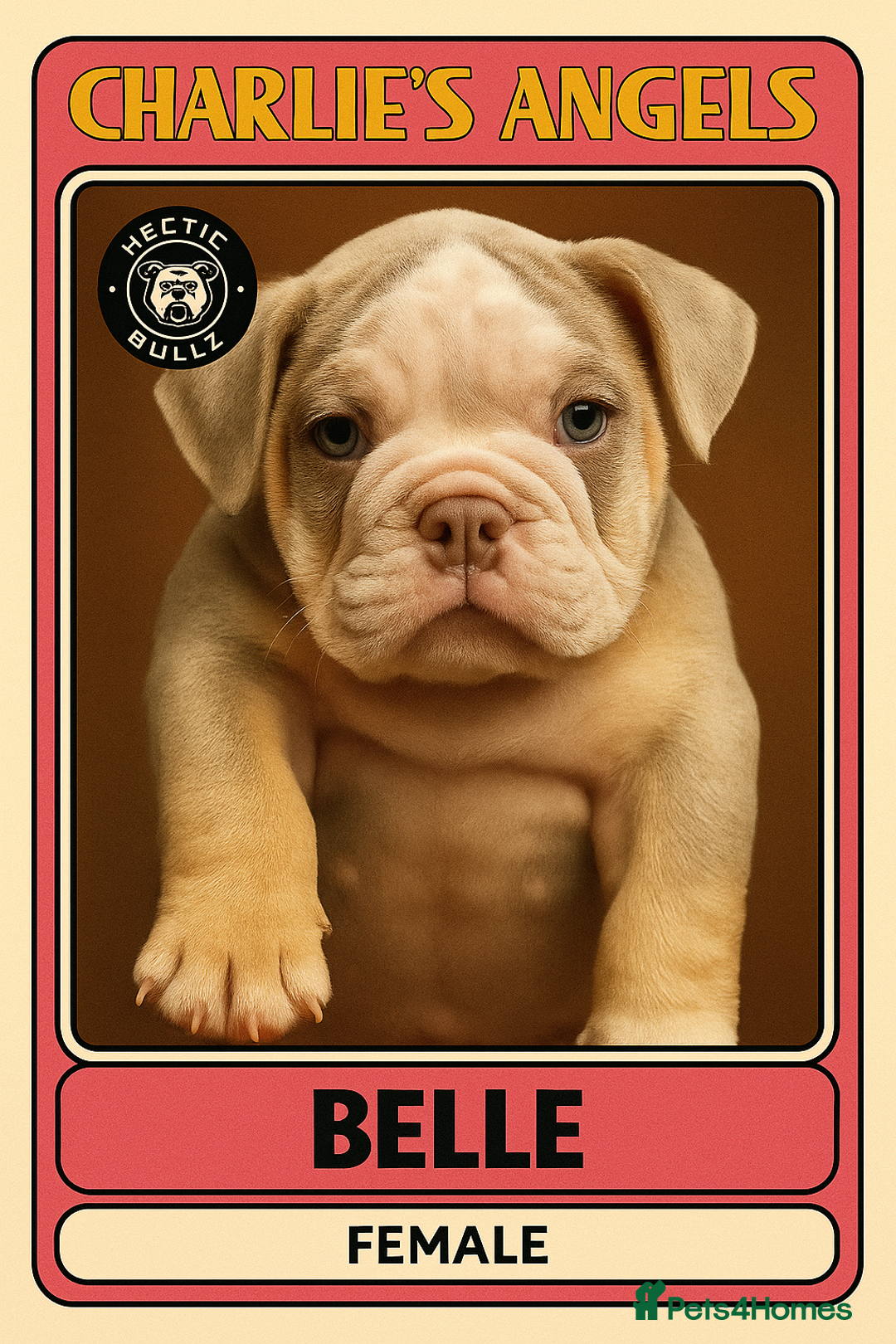 Mixed Breed dogs for sale: ✨ CHARLIE’S ANGELS – BULLDOG GIRLS ✨ - Image 2