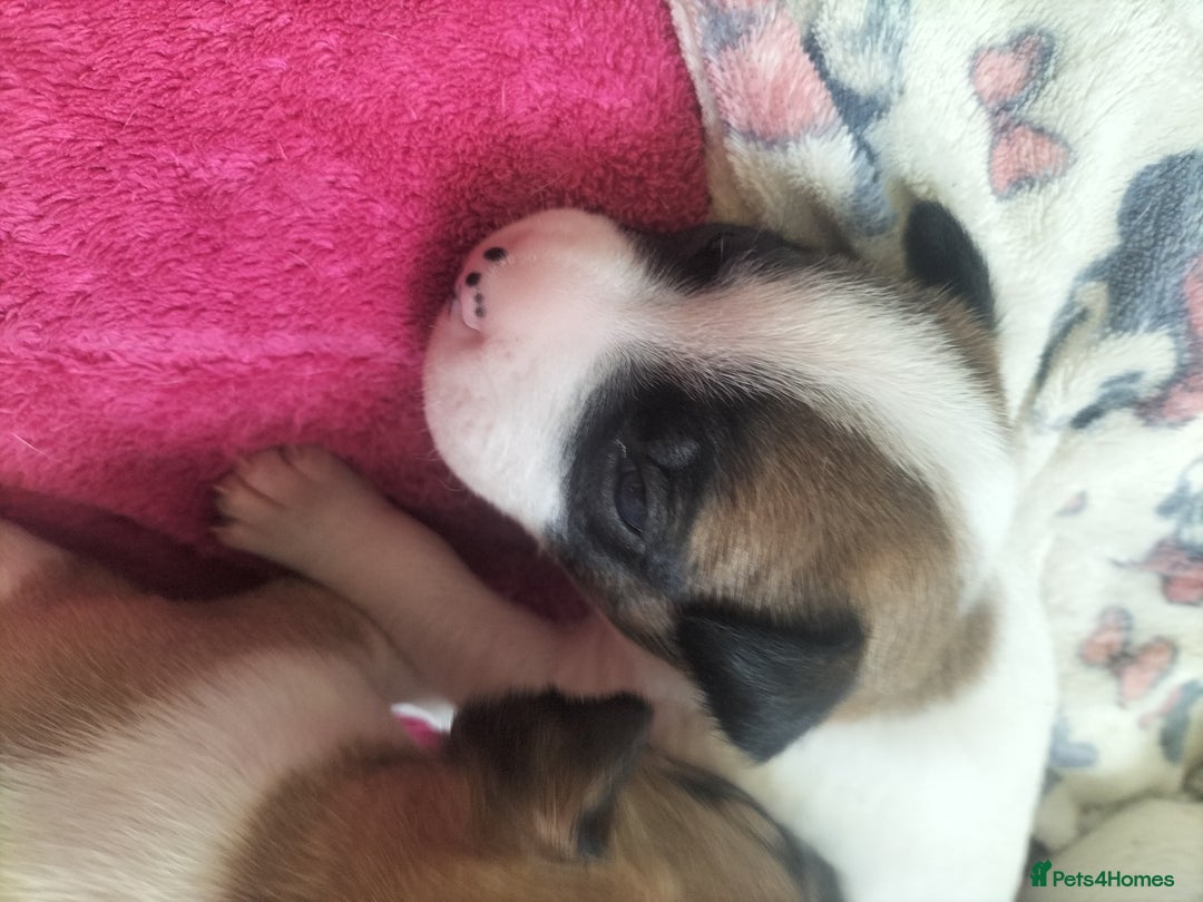 Mixed Breed dogs for sale: Cute litter of puppys - Image 13