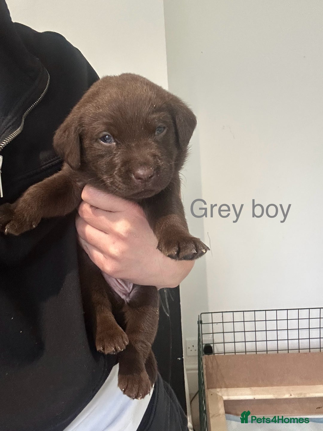 Labrador Retriever dogs for sale: Beautiful Labrador puppies - Advert 9