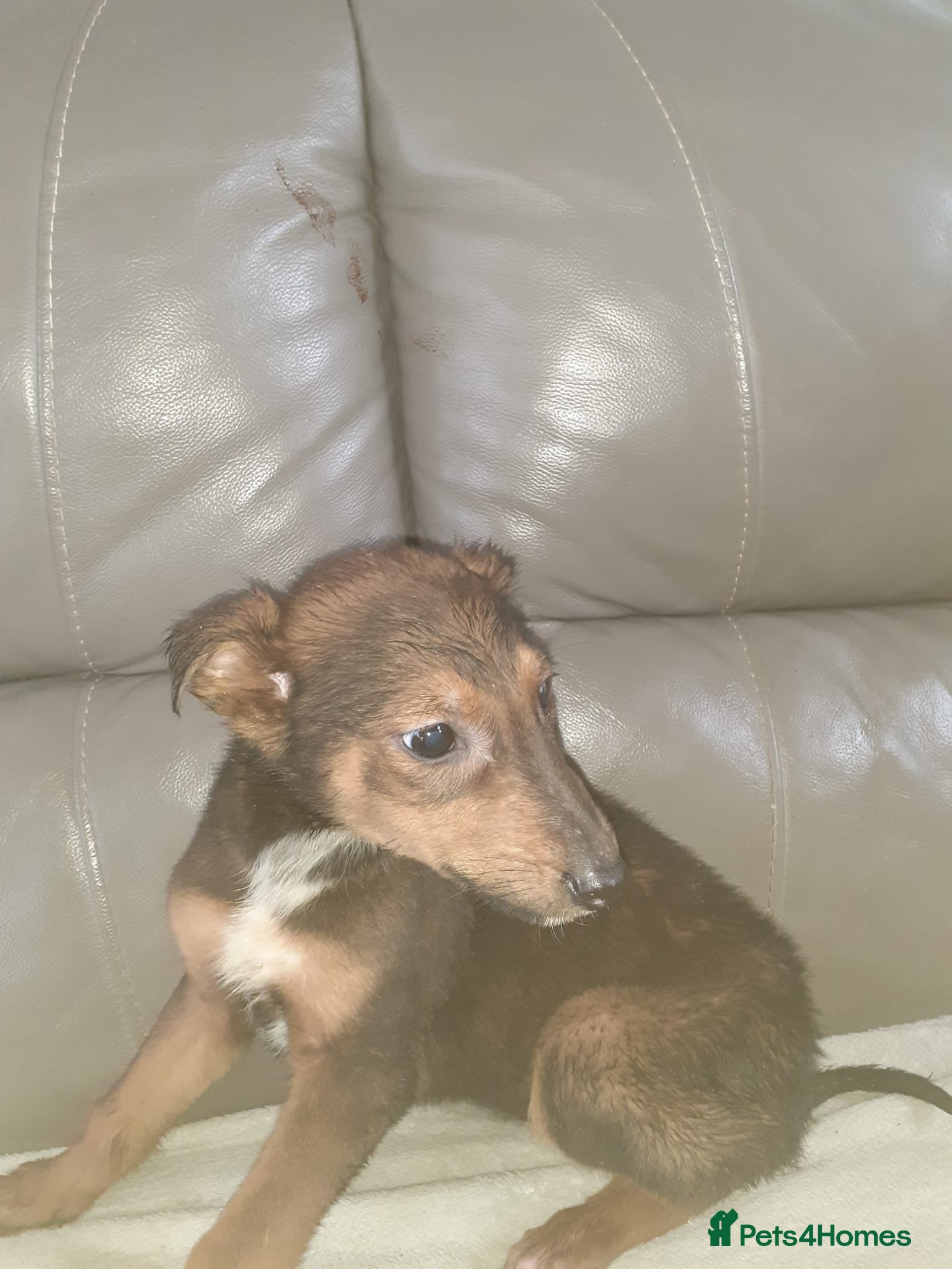 Mixed Breed dogs Saluki cross Chinese red dog - Advert 6