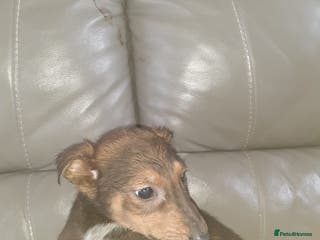 Mixed Breed dogs Saluki cross Chinese red dog - Advert 1