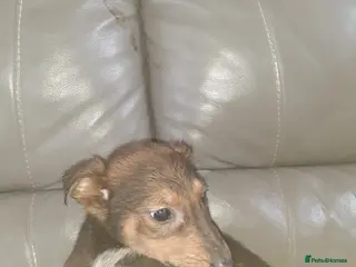 Mixed Breed dogs Saluki cross Chinese red dog - Advert 2