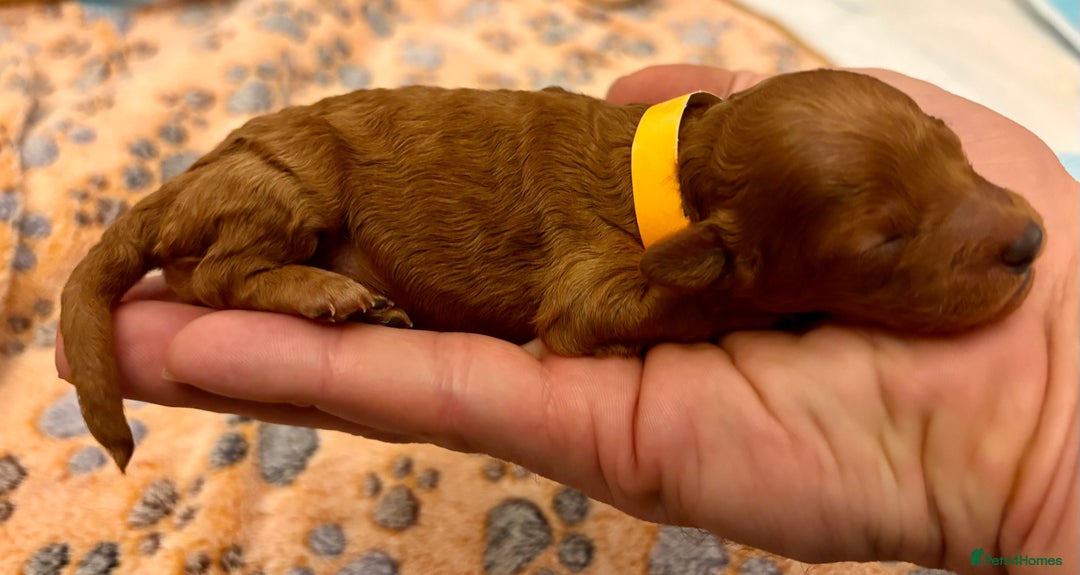 Miniature Poodle dogs for sale: **All Reserved** Stunning Deep Red Mini Poodle - Advert 34