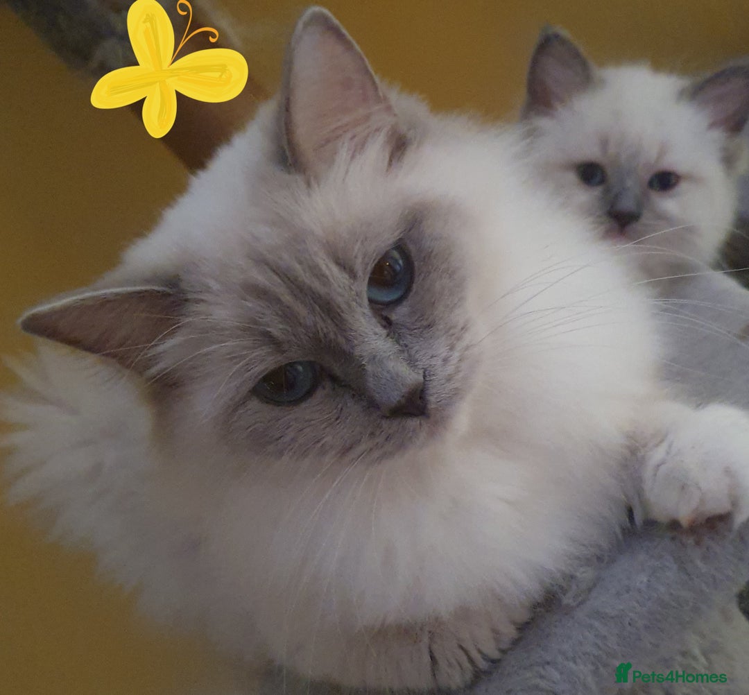 Ragdoll cats for sale: Four adorable ragdolls available  in Chatham - Image 4