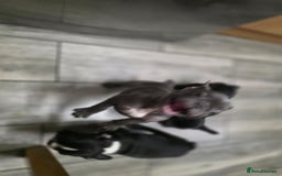 French Bulldog dogs for sale: 2 Adult French bulldogs and 4 Puppies  - Image 29