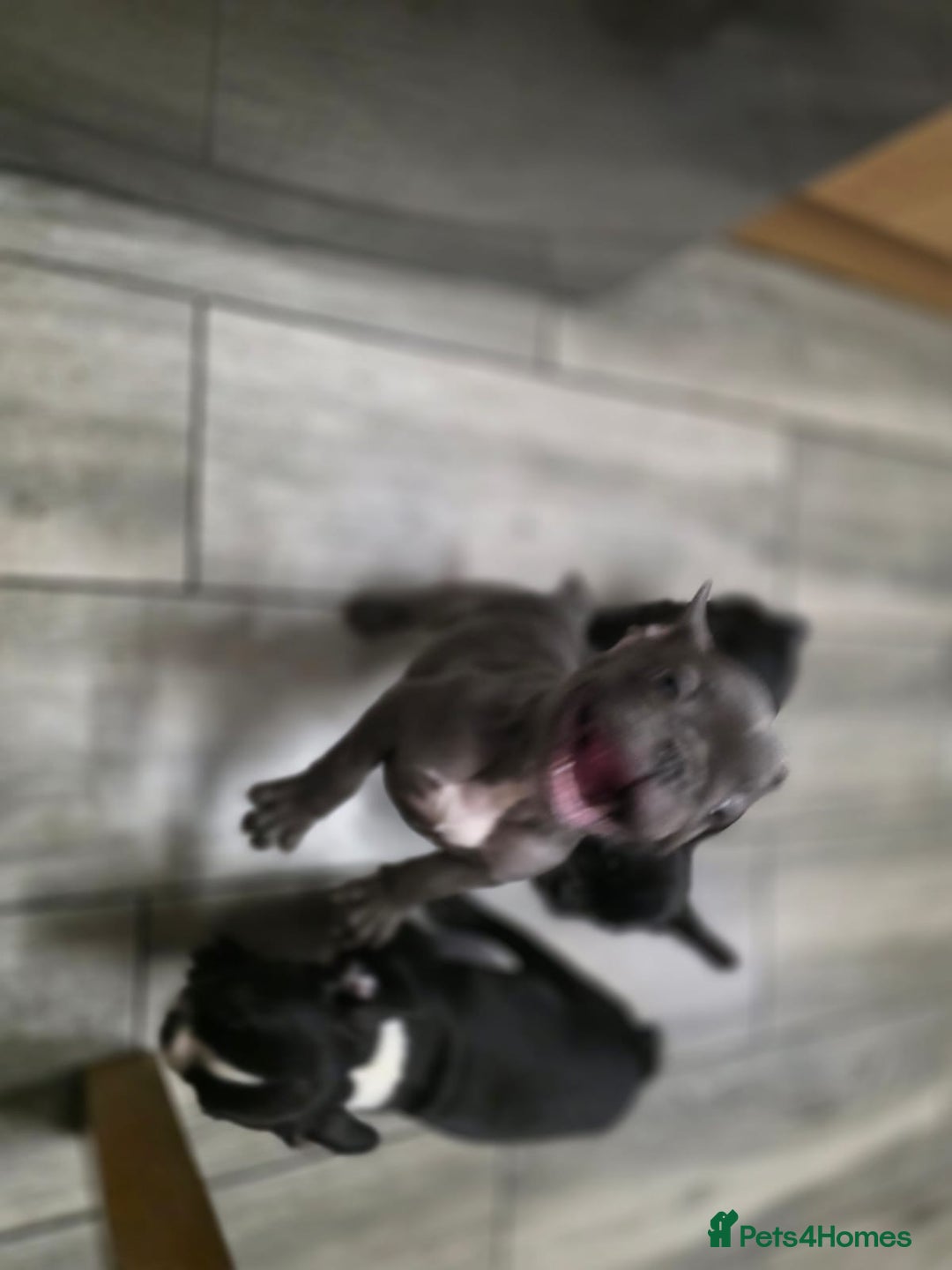 French Bulldog dogs for sale: 2 Adult French bulldogs and 4 Puppies  - Image 29