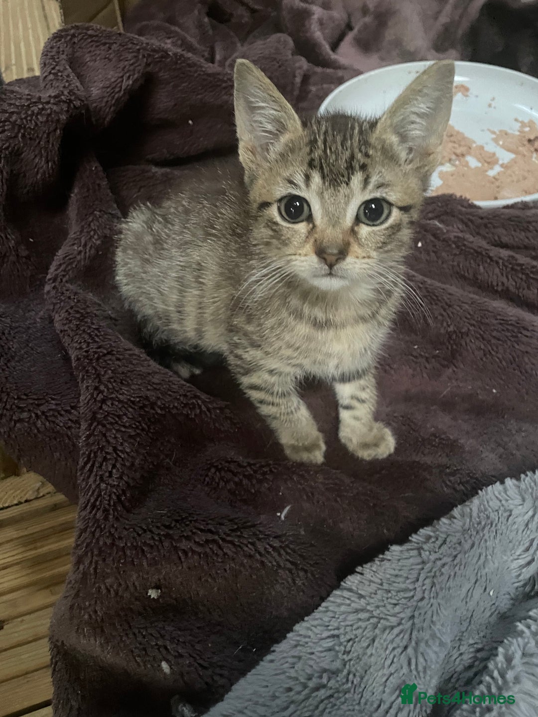 Mixed Breed cats for sale: One baby boy tabby - Image 5