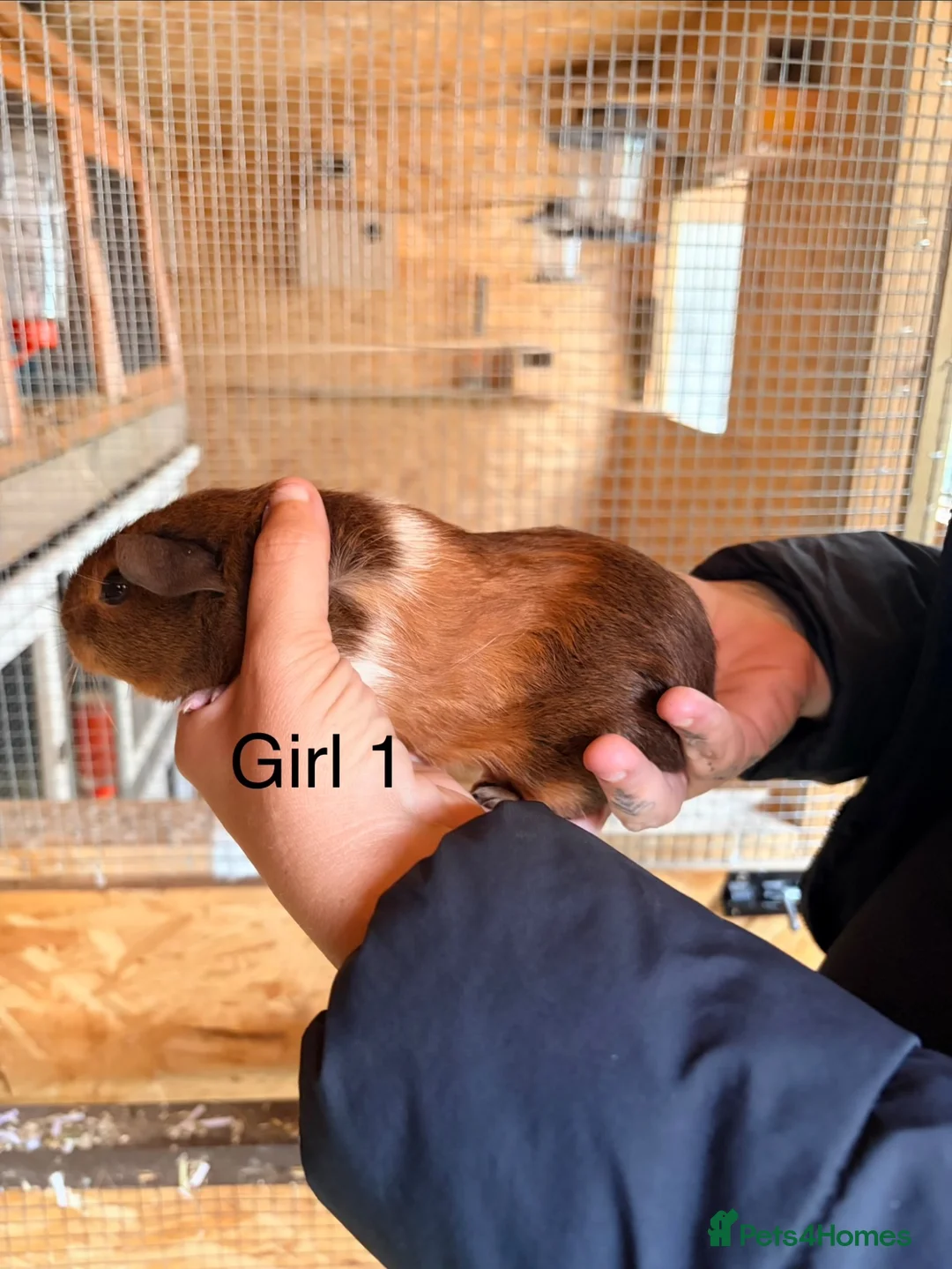 Guinea Pig rodents for sale: 10 week old baby Guinea pigs boys and girls  - Advert 2