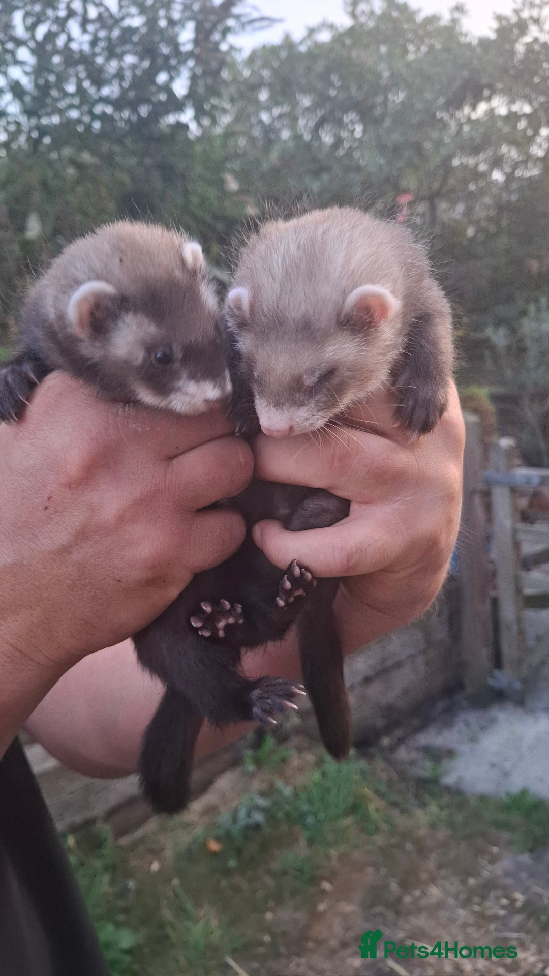 Ferret rodents for sale: 8 wk polecat Ferret kits £25 each or two for £40  - Image 3