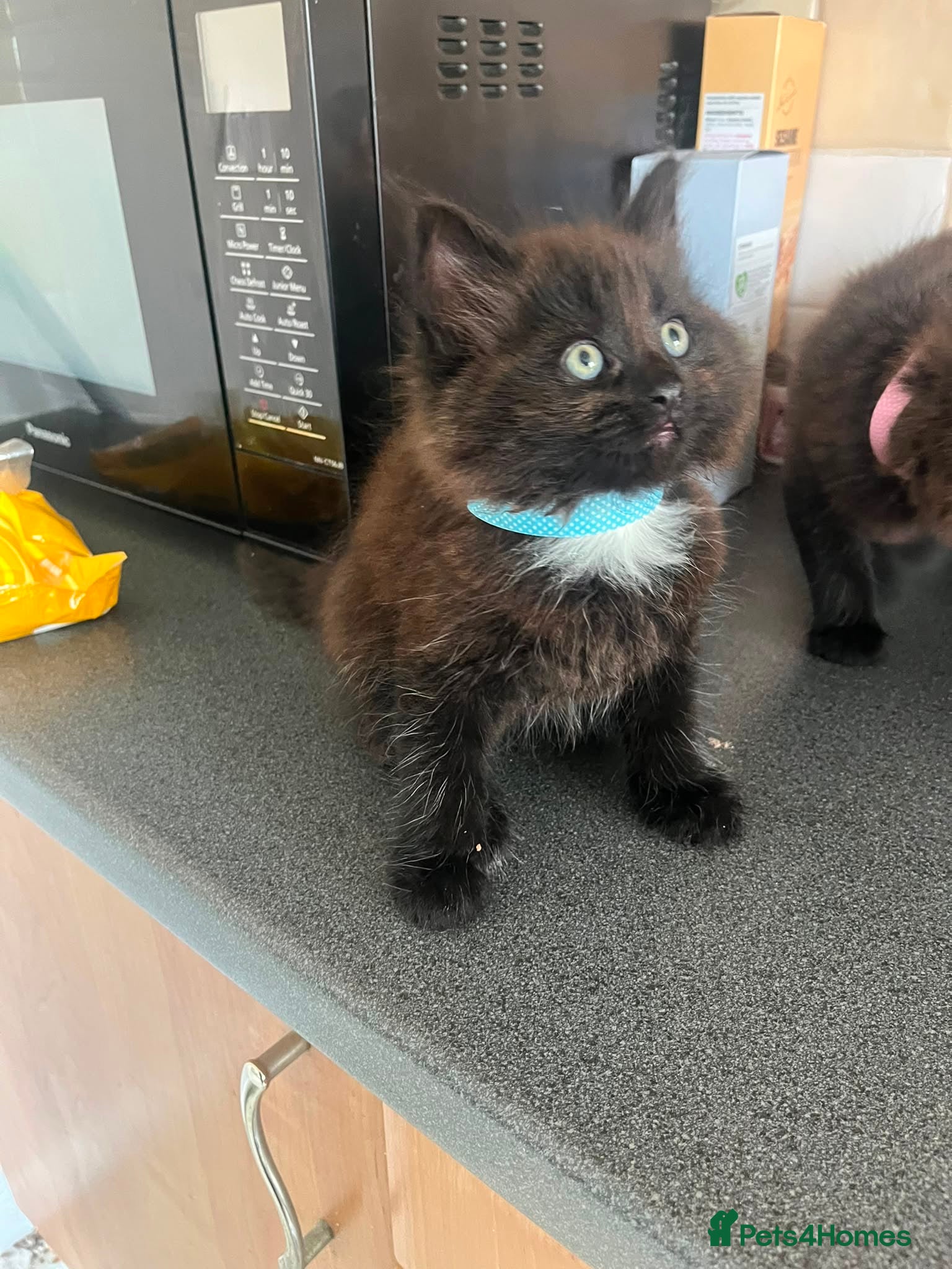 Mixed Breed cats Fluffy Chocolate Kitten Ready Now - Advert 10