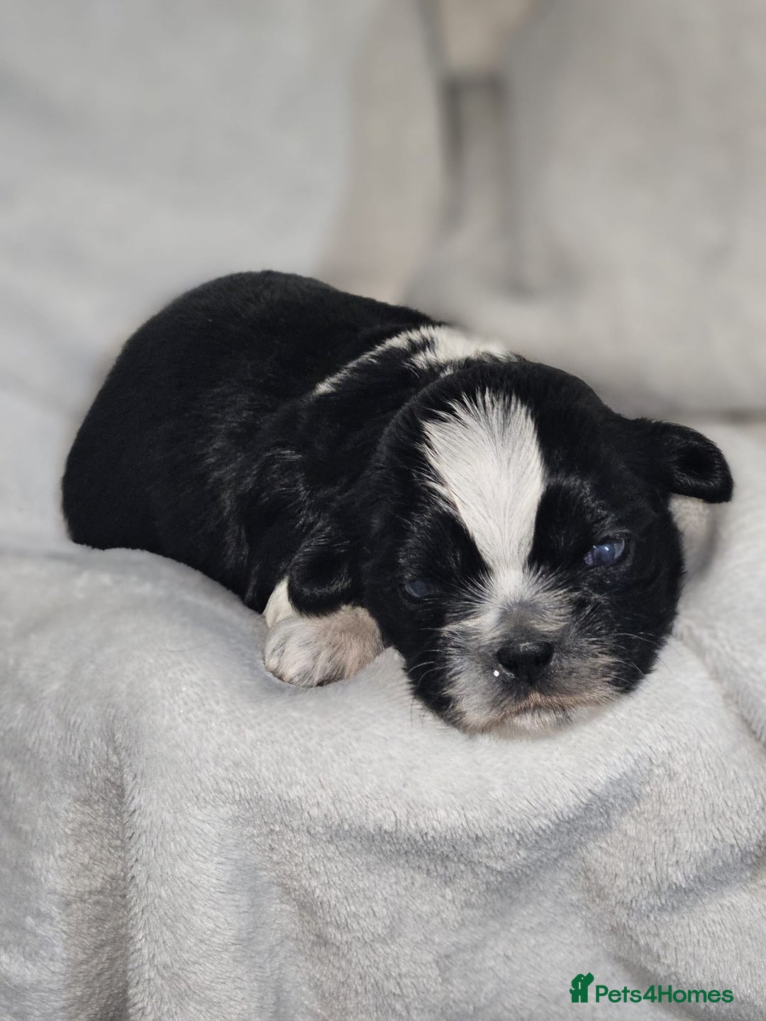 Shih Tzu dogs for sale: Shih tzu puppies  - Advert 12