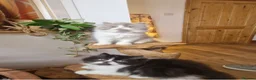 Exotic cats for sale: Persian exotic kittens ready now! - Advert 5