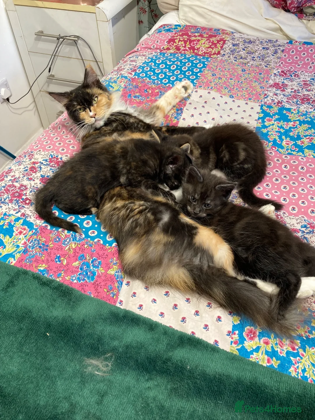 Mixed Breed cats for sale: Maine Coon mix - Advert 2