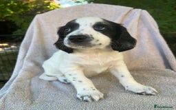 Cocker Spaniel dogs for sale: *Ready Now* Chunky Healthy Working Cocker Spaniels - Image 2