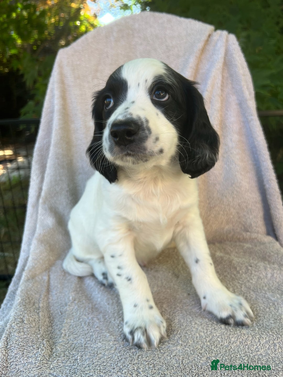 Cocker Spaniel dogs for sale: *Ready Now* Chunky Healthy Working Cocker Spaniels - Image 2