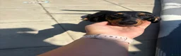 Miniature Dachshund dogs for sale: Mini dachshund puppies  - Advert 2