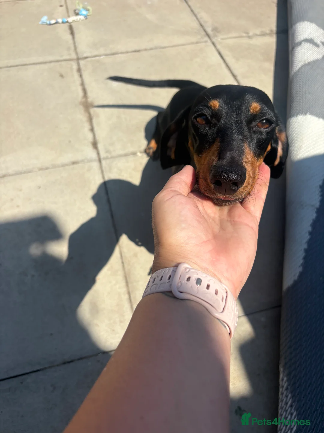 Miniature Dachshund dogs for sale: Mini dachshund puppies  - Advert 2