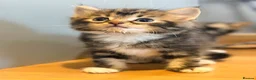 Mixed Breed cats for sale: Kittens for sale  - Advert 12