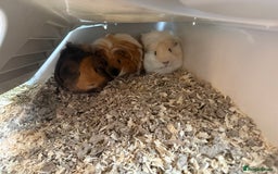 Guinea Pig rodents for sale: 3 male guinea pigs  - Image 5
