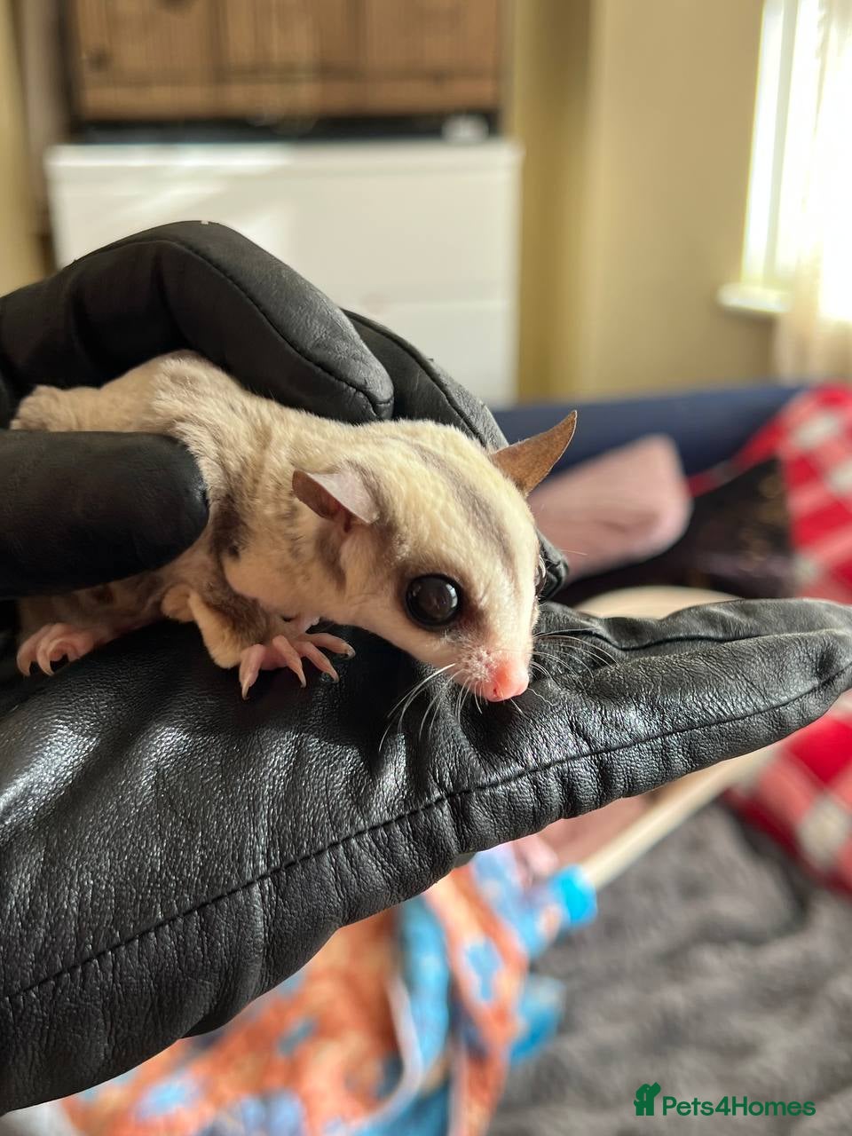 Sugar Glider rodents for sale: adult sugar gliders 🐾 - Advert 1