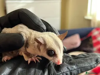 Sugar Glider rodents for sale: adult sugar gliders đž - Advert 1