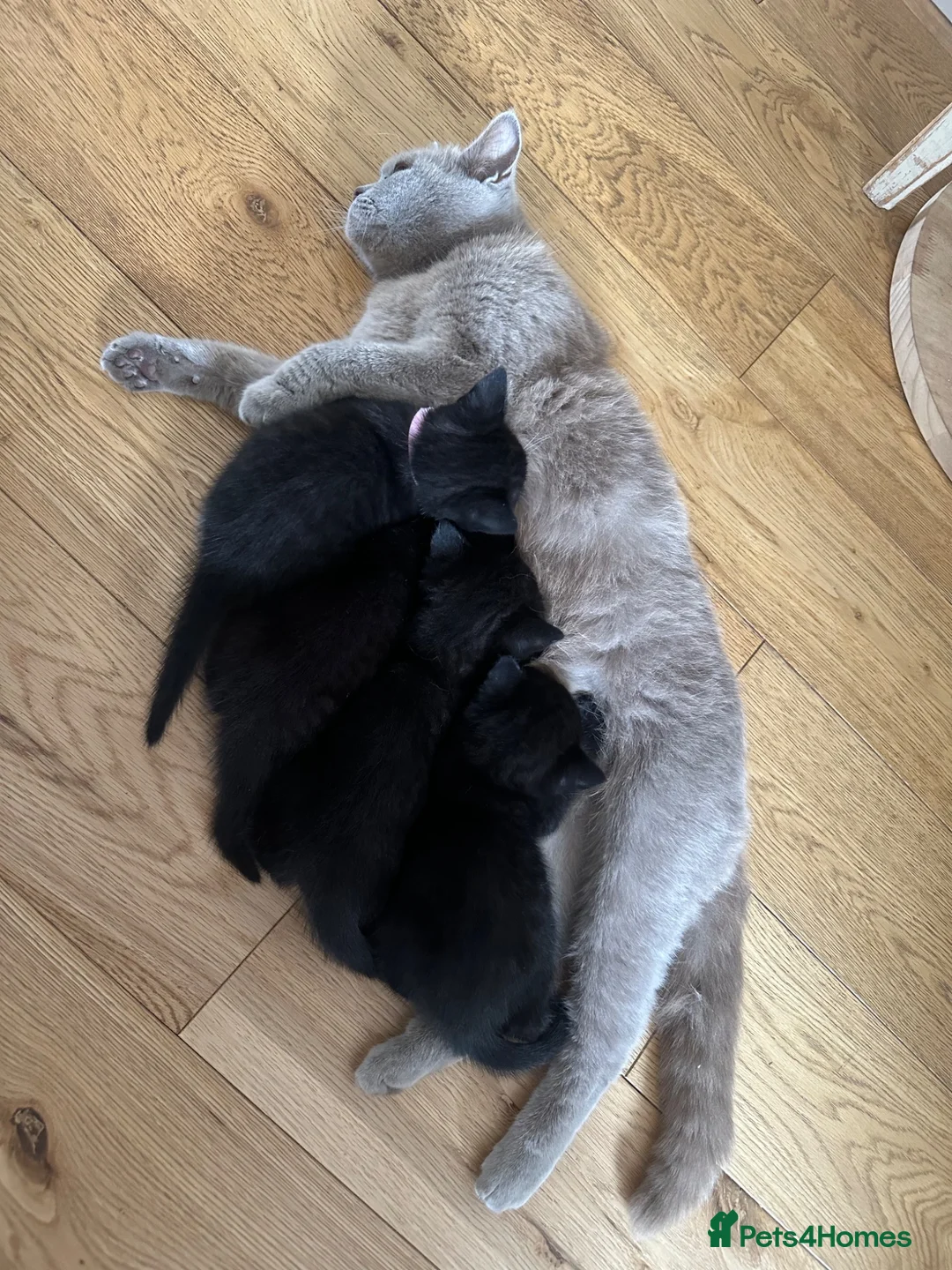 Mixed Breed cats for sale: Mixed breed kittens - Advert 2