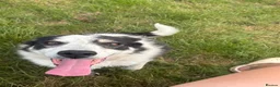 Border Collie dogs for sale: 5 year Old Border Collie Pet - Advert 5
