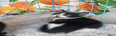 Mixed Breed 3