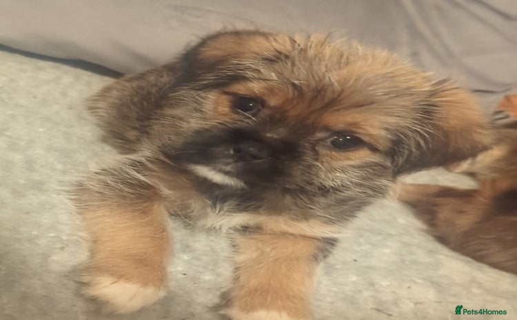 Shorkie dogs - Advert 1