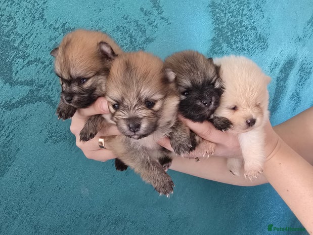 Pomeranian dogs - Advert 3