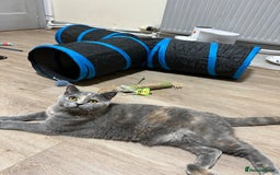 British Shorthair cats for sale: Adorable GCCF registered BSH kittens - Image 17