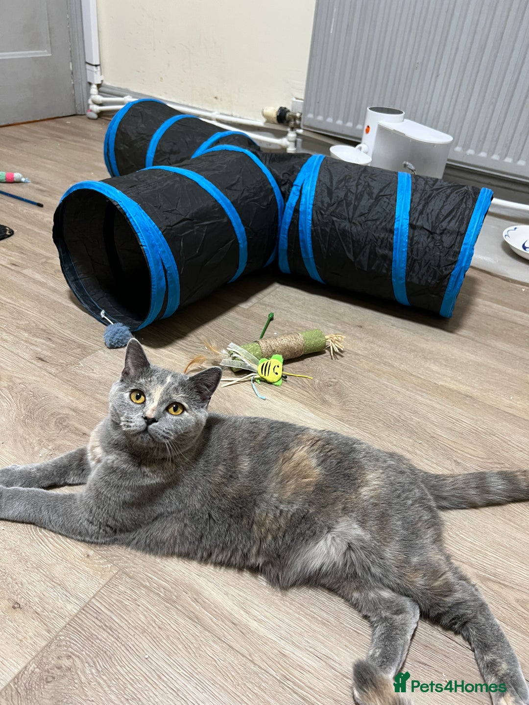 British Shorthair cats for sale: Adorable GCCF registered BSH kittens - Image 17