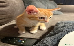 Mixed Breed cats for sale: 11 week old kitten  - Image 3