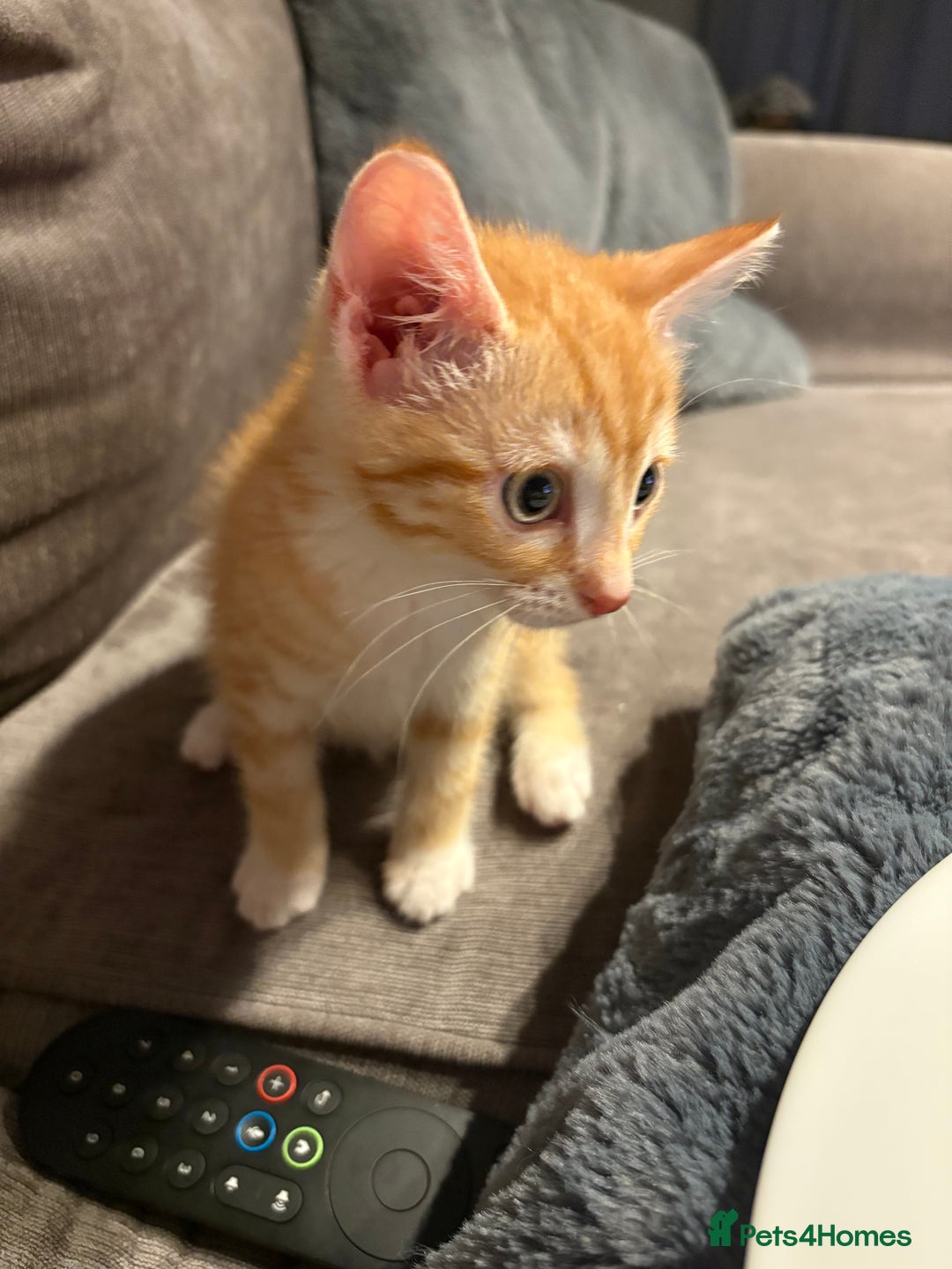 Mixed Breed cats for sale: 11 week old kitten  - Image 3