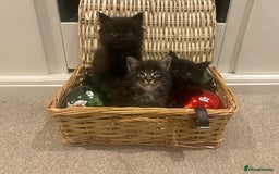 Maine Coon cats for sale: ✨pedigree maine coon kittens - Extra Large lines ✨ - Advert 5