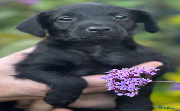 Mixed Breed dogs - Advert 5