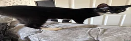Mixed Breed cats for sale: 5 male kittens  - Advert 5