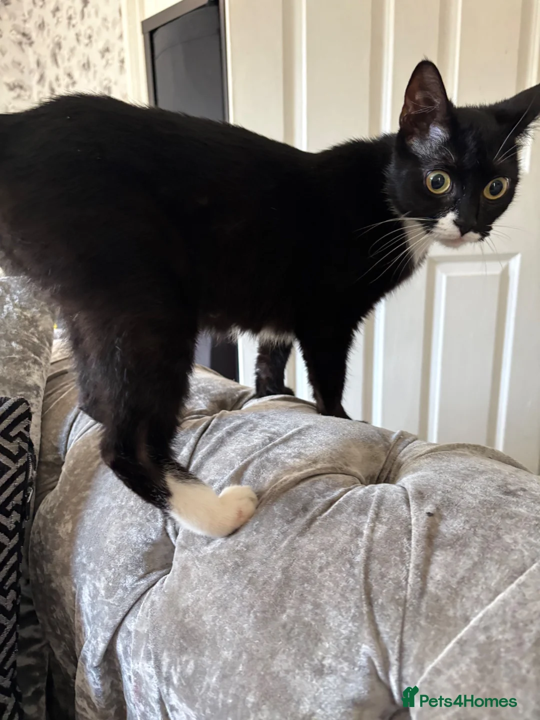 Mixed Breed cats for sale: 5 male kittens  - Advert 5