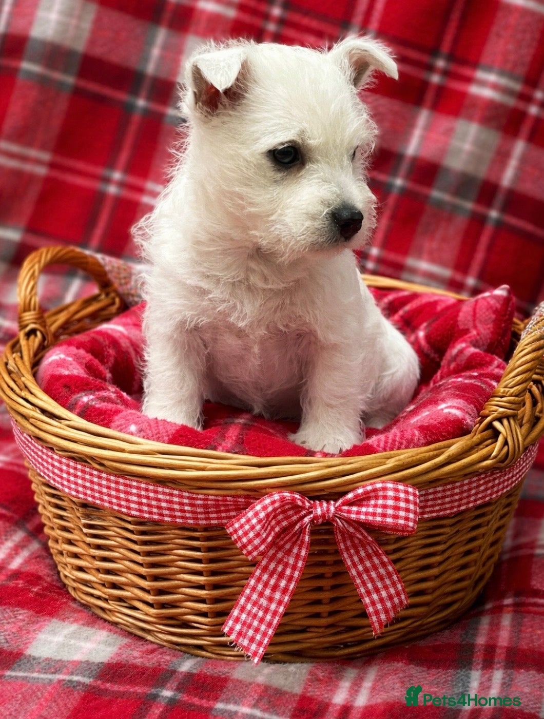 West Highland Terrier dogs Stunning west highland terrier puppy  - Advert 6