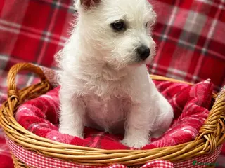 West Highland Terrier dogs Stunning west highland terrier puppy - Advert 6