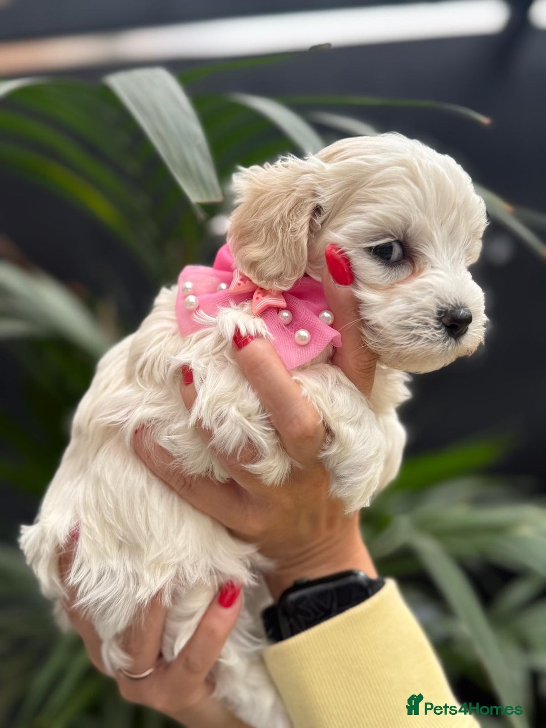 Maltipoo dogs for sale: ❤️Maltipoo beutifull puppies healthy checked❤️😍🥰 - Image 17