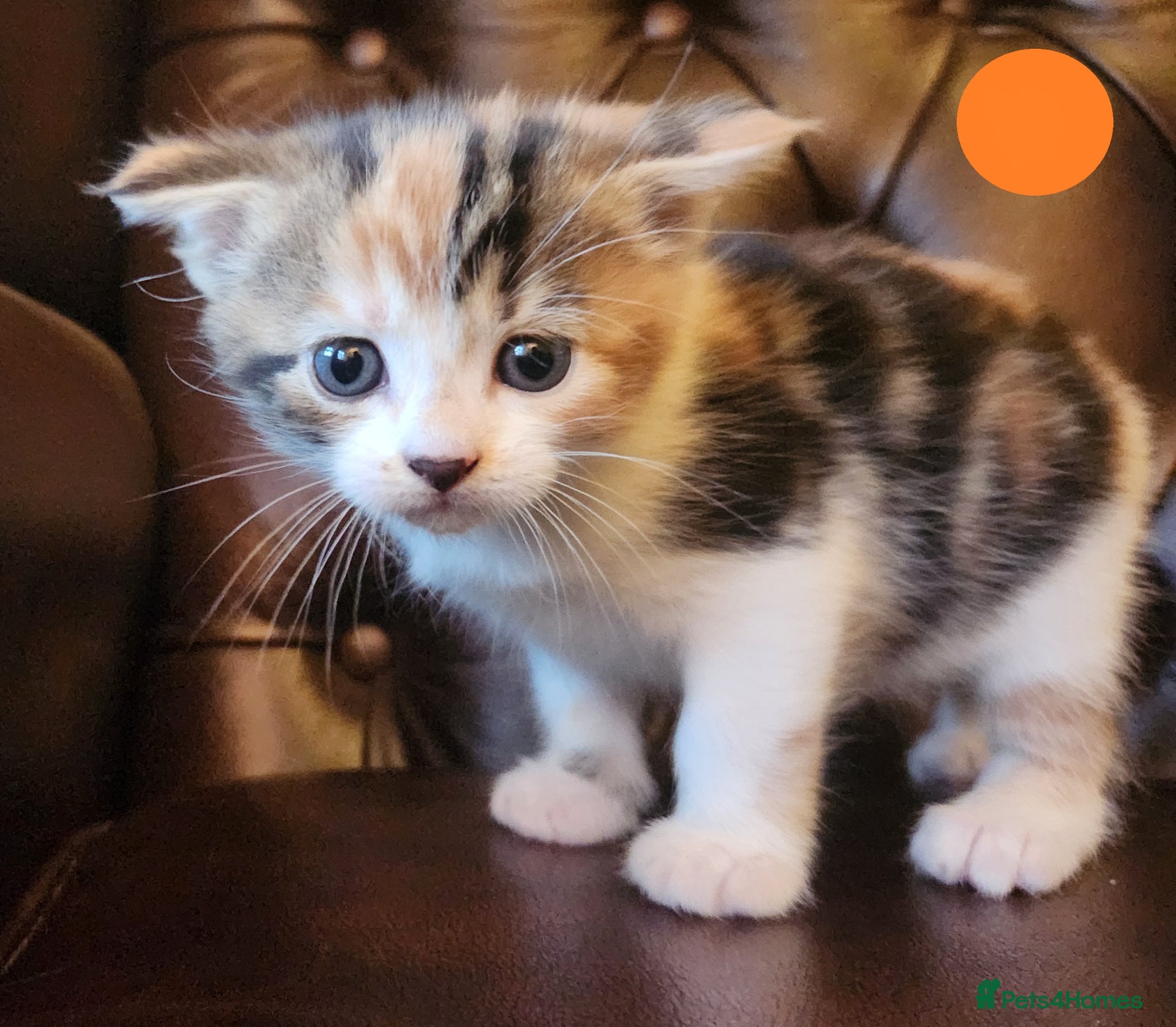 Mixed Breed cats Maine Coon / Norwegian Forest /  British Shorth X - Advert 1