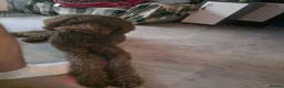 Labradoodle dogs for sale: 18 month old labradoodle for sale - Advert 2