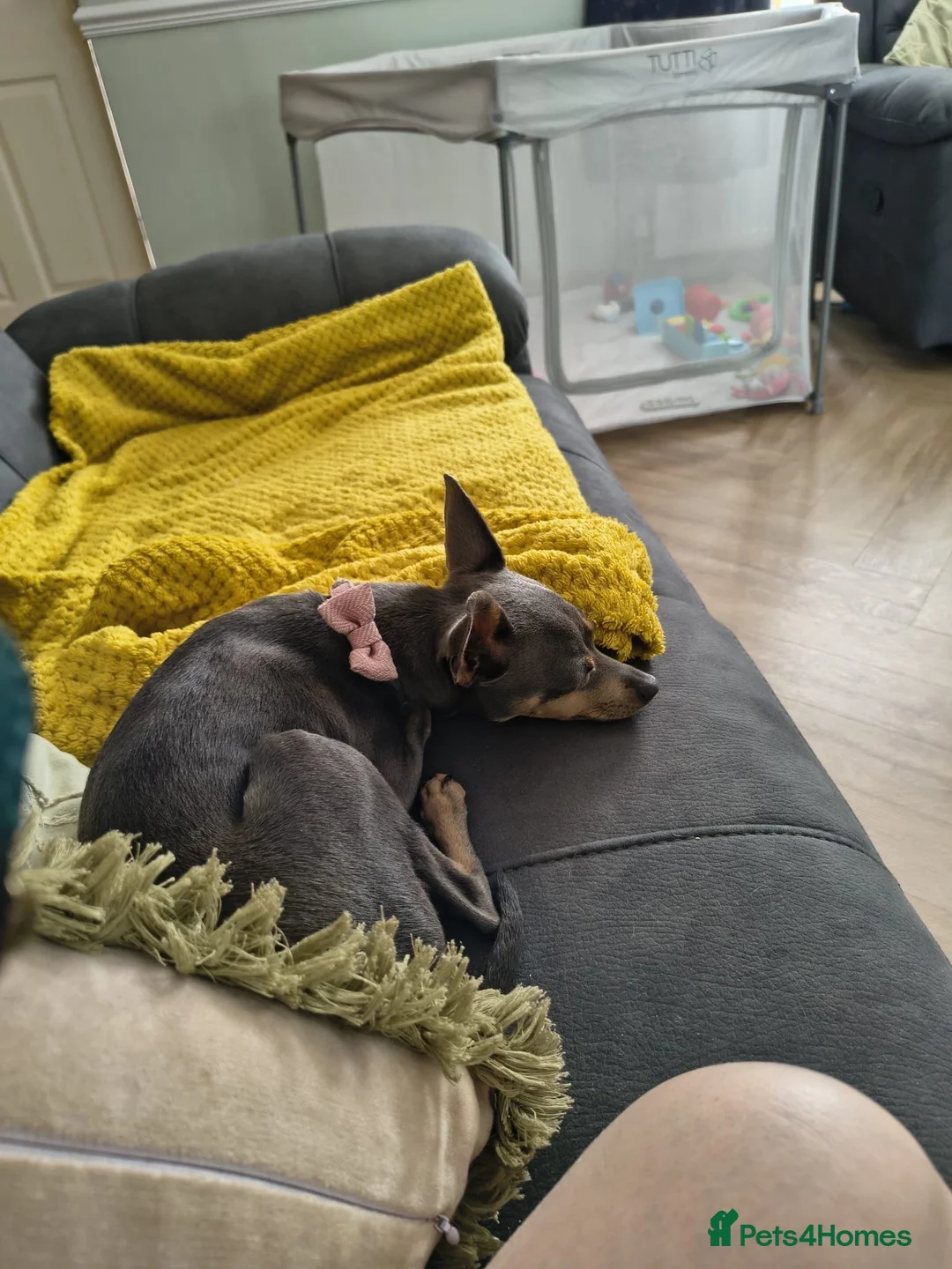Miniature Pinscher dogs for sale: Miniature pincher puppy girl  in Milton Keynes - Advert 6